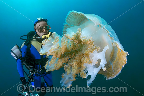 Diver and Giant Crinkled Jellyfish photo