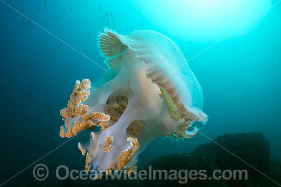 Giant Crinkled Jellyfish photo