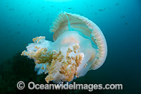Giant Crinkled Jellyfish Photo - Gary Bell