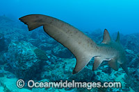 Grey Nurse Shark tail fin Photo - Gary Bell
