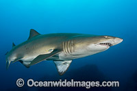 Grey Nurse Shark Coffs Harbour Photo - Gary Bell