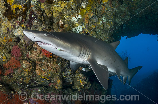 Grey Nurse Shark Coffs Harbour photo