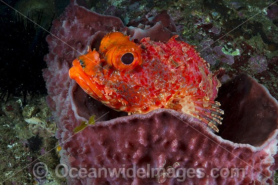 Eastern Red Scorpionfish photo