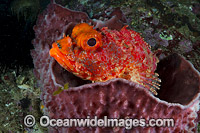 Eastern Red Scorpionfish Photo - Gary Bell