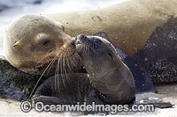 Galapagos Sea Lion mother and pup Photo - Vanessa Mignon