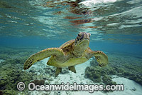 Green Sea Turtle Lord Howe Island Photo - Vanessa Mignon
