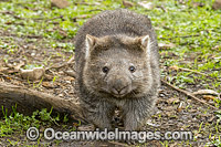 Tasmanian Common Wombat Photo - Gary Bell