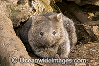 Tasmanian Common Wombat Photo - Gary Bell