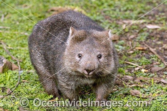 Tasmanian Common Wombat photo