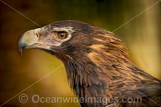 Wedge-tailed Eagle photo