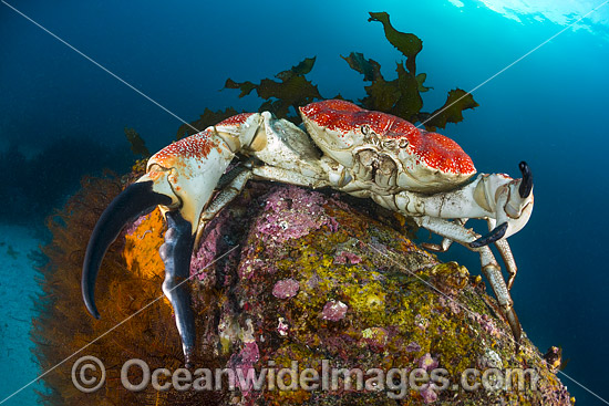 giant crab
