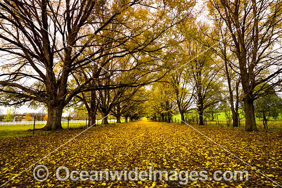 Country road lined with trees and Autumn leaves photo