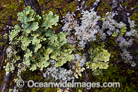 Rainforest moss Tasmania Photo - Gary Bell