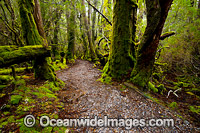 Weindorfers Forest Cradle Mountain Photo - Gary Bell