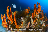 Reef Bicheno Tasmania Photo - Gary Bell