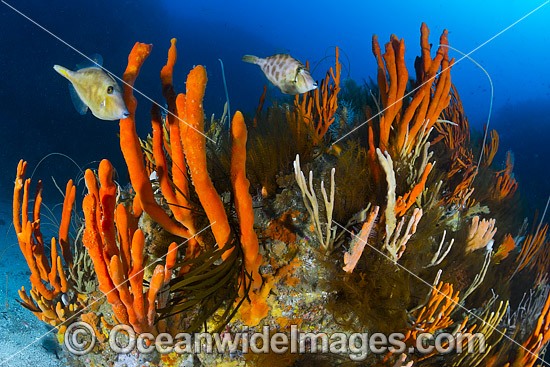 Reef Bicheno Tasmania photo