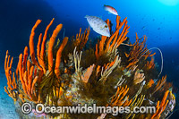 Temperate deep water Reef Tasmania Photo - Gary Bell