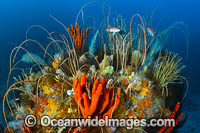 Deep water Reef Bicheno Tasmania Photo - Gary Bell