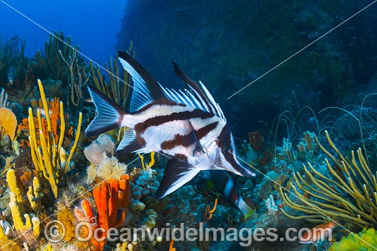 Longsnout Boarfish and Reef Bicheno photo