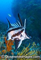 Longsnout Boarfish and Reef Bicheno Photo - Gary Bell