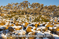 Mount Wellington with snow Photo - Gary Bell