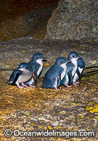 Fairy Penguins Tasmania Photo - Gary Bell