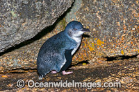 Fairy Penguins Tasmania Photo - Gary Bell