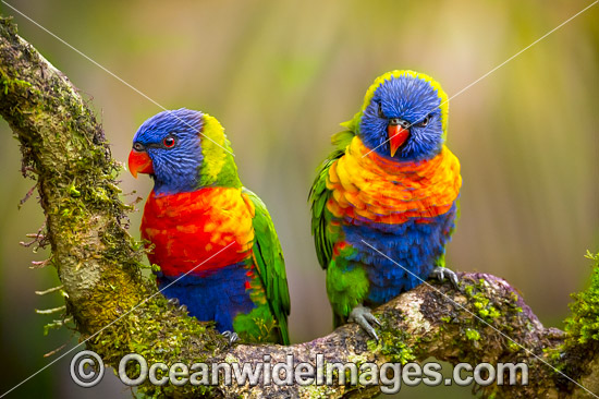 afdeling Besættelse morbiditet Australian Parrot Lorikeet Rosella High Quality Photos, Pictures and Images