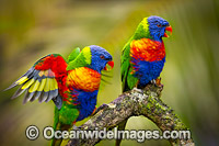 Rainbow Lorikeet pair Photo - Gary Bell
