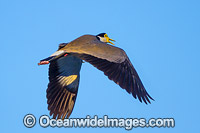 Masked Lapwing Vanellus miles Photo - Gary Bell
