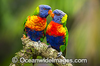 Rainbow Lorikeet pair grooming Photo - Gary Bell