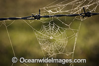 Spider web on wire fence Photo - Gary Bell