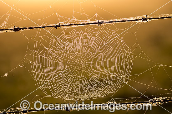 Spider web on barbed wire photo