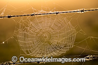 Spider web on barbed wire Photo - Gary Bell