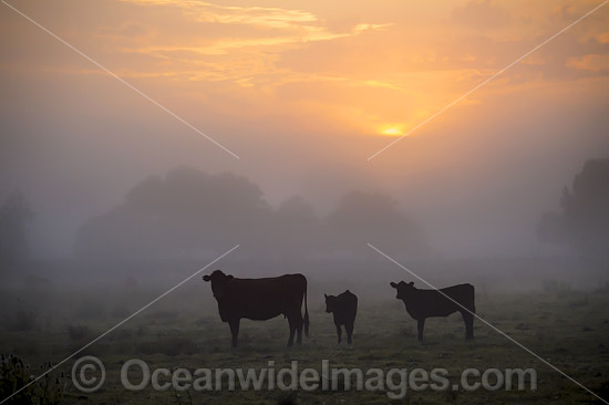 Cattle in morning mist photo