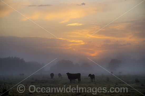Cattle in morning mist Grafton photo
