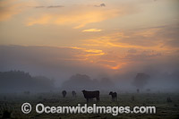 Cattle in morning mist Grafton Photo - Gary Bell
