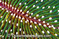 Mushroom Coral Photo - Gary Bell