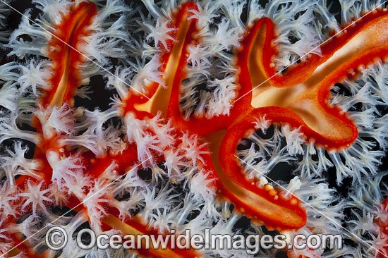 Soft Coral Polyps photo