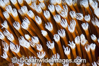 Mushroom Leahter Coral Photo - Gary Bell