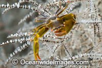Black Coral Crab Photo - Gary Bell