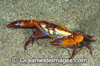 Rock Crab Plagusia dentipes Photo - Gary Bell