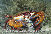 Rock Crab Plagusia dentipes Photo - Gary Bell