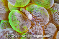 Commensal Shrimp Vir philippinensis Photo - Gary Bell