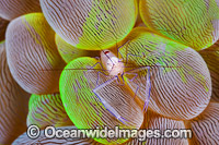 Commensal Shrimp on Bubble Coral Photo - Gary Bell