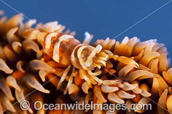 Shrimp on Whip Coral photo