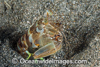 Mantis Shrimp Photo - Gary Bell