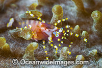 Commensal Shrimp on Corallimorph Photo - Gary Bell