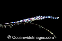 Barred Arrow-shrimp on Black Coral Photo - Gary Bell