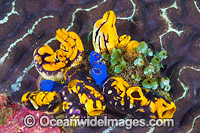 Sea Tunicates Photo - Gary Bell
